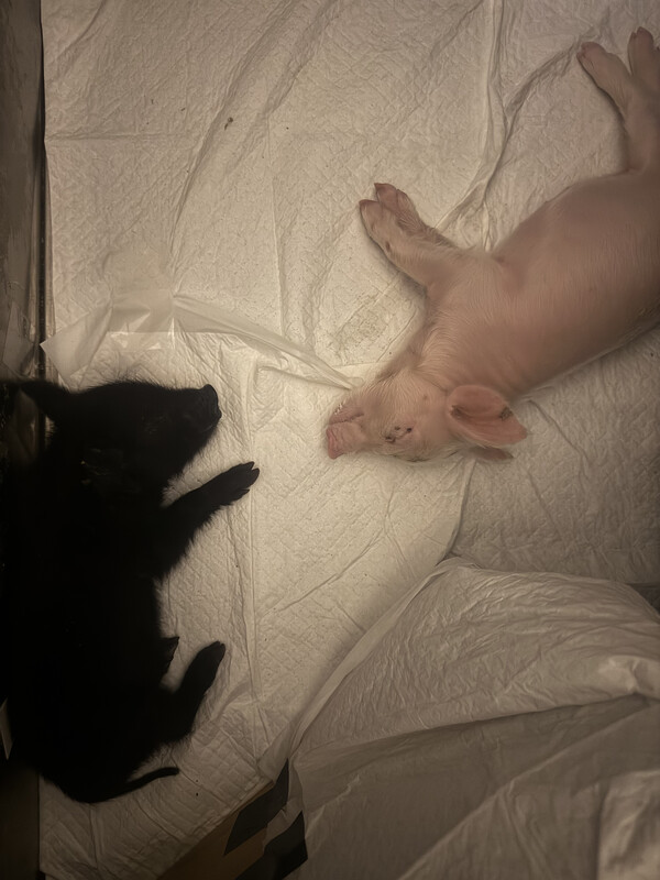 A genetically engineered miniature pig is shown at right compared to a normal Jeju native black pig. [Photo courtesy of Cronex]